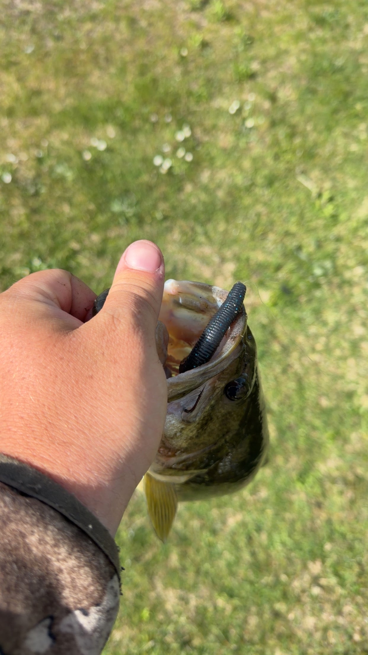 Starry Night 5" stick bait 4 pk.