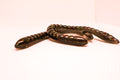 Black Mustard Icon Shaky Worm