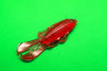 Watermelon Jigglin" Craw 6pk